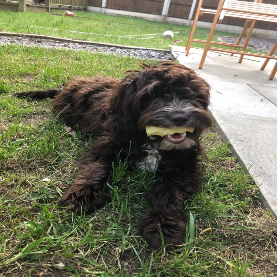 Bella